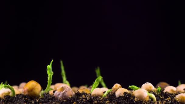 Peas Beans Germination on Black Background. Timelapse. - Footage, Video