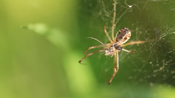 Egy kerti pók a weben - Felvétel, videó