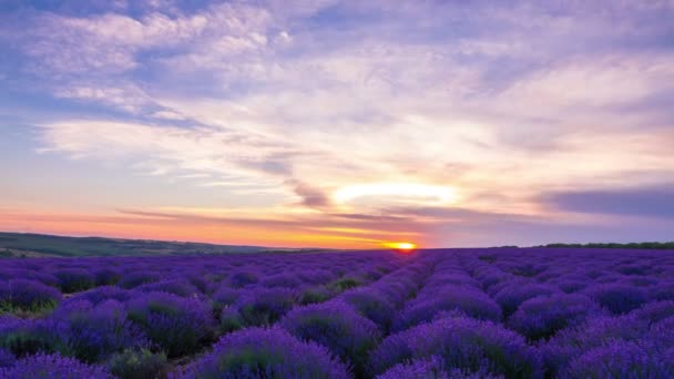 Time Lapse Of Sunset Over A Field Of Lavender. - Footage, Video