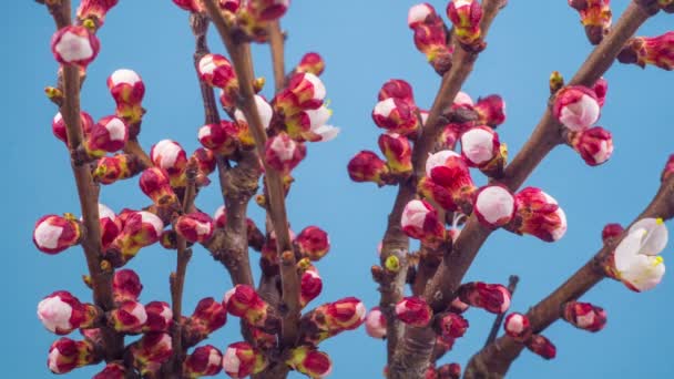 Weiße Blüten blühen auf den Zweigen des Kirschbaums. blauer Hintergrund. Zeitraffer. - Filmmaterial, Video