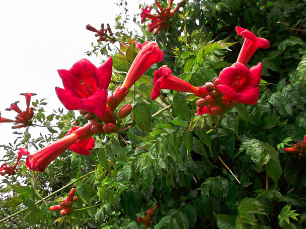 Трубные цветы на кустах
 - Фото, изображение
