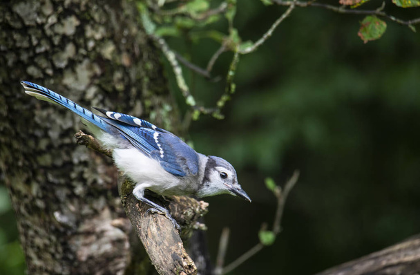 Un arrendajo azul se ve de perfil inclinado hacia adelante mientras está encaramado en una rama de manzano
. - Foto, Imagen