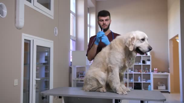 Tierarzt spritzt Hunden Halskrause - Filmmaterial, Video