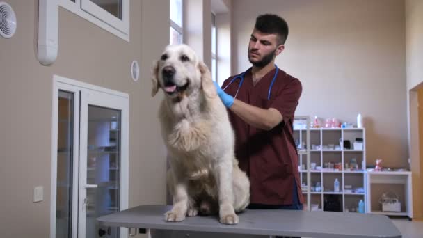 Pierwsze szczepienia z vet klinice zwierząt pies - Materiał filmowy, wideo
