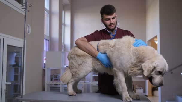 Tierarzt hört Hundeherzen mit Stethoskop - Filmmaterial, Video