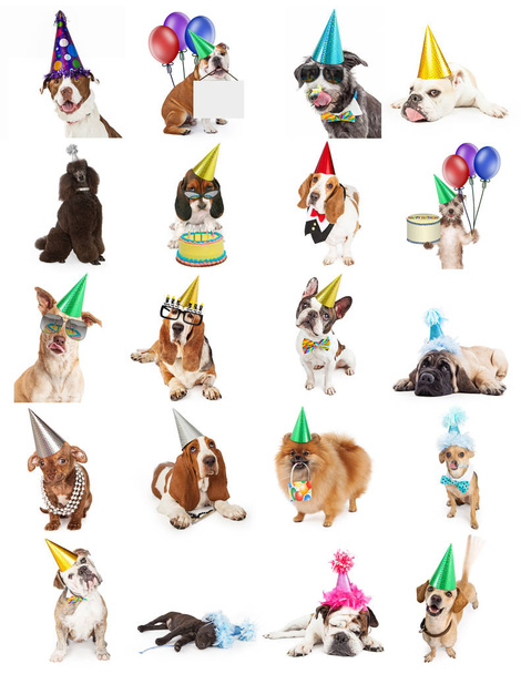 Set of twenty cute and funny photos of dogs celebrating birthdays and parties. Sized to print on letter paper or for use on websites or social media. - Photo, Image