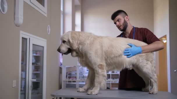 Sprawdzanie kondycji narządów wewnętrznych psów przez lekarza weterynarii - Materiał filmowy, wideo