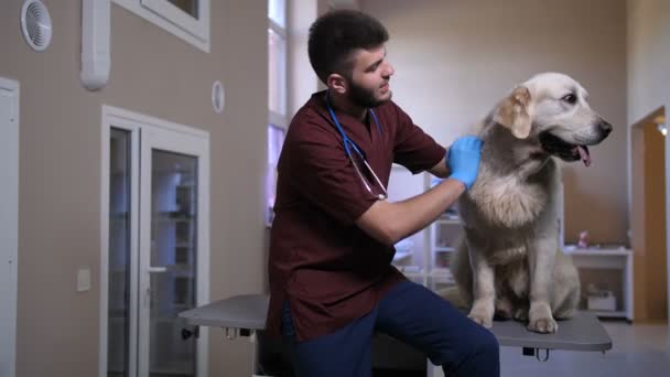Weterynarza, głaskanie i mówić do psa pacjenta w klinice - Materiał filmowy, wideo