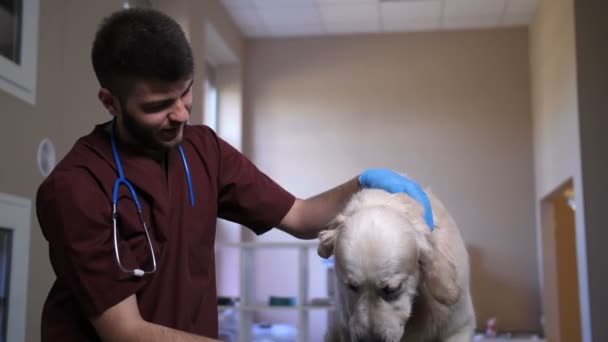 Primo piano veterinario maschio accarezzando cane in clinica
 - Filmati, video