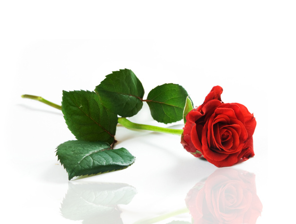 Punainen tuore ruusu valkoisella
 - Valokuva, kuva