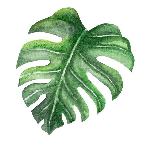 Green monstera tropical leaves watercolor illustration, isolated on white background - Fotografie, Obrázek