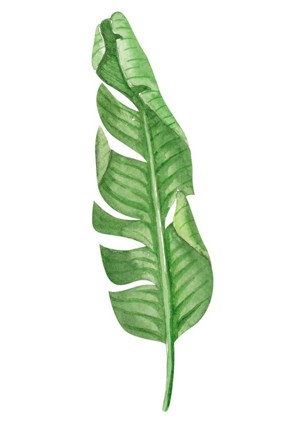 Set of Tropical banana green leaves watercolor illustration - Foto, immagini