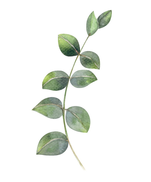 Eukalyptuszweig Aquarell Handmalerei, tropisches Blatt für Dekorationskonzept - Foto, Bild