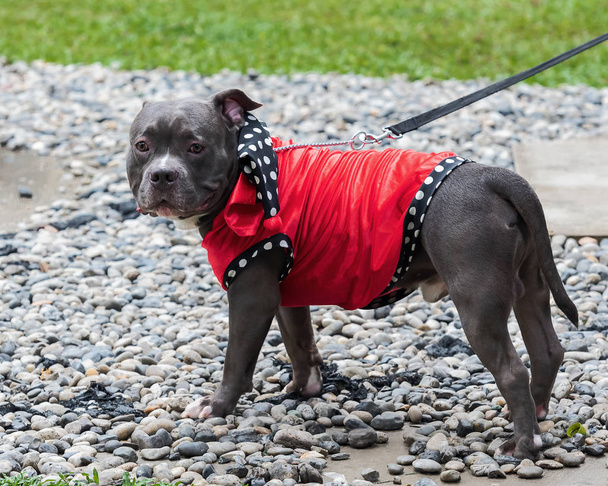 Side view of a young blue American Bully dog with alert facial expression standing on the gravel and staring. - Photo, Image