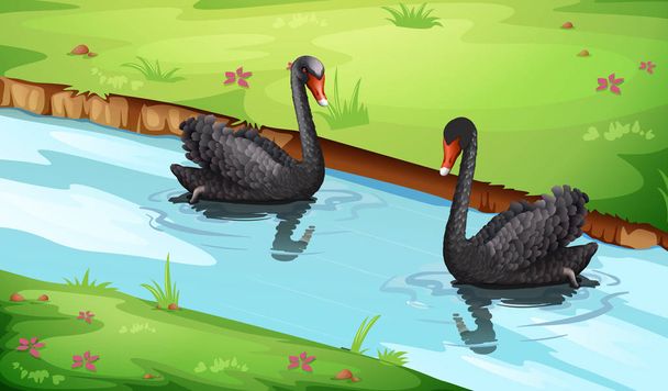 Černá labuť na jezeře ilustrace - Vektor, obrázek