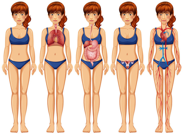 女性の体と解剖図 - ベクター画像