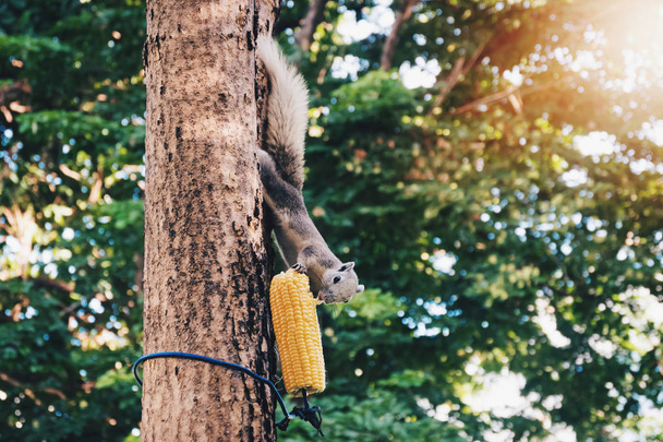 écureuil gris mangeant du maïs sur l'arbre
 - Photo, image