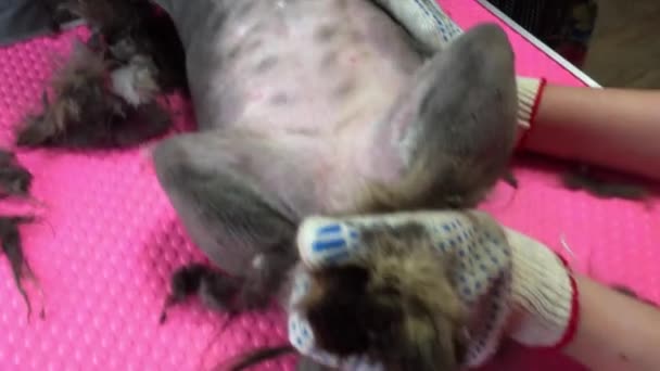 Expert vétérinaire avec tondeuse à cheveux se rase une fourrure de chat. Cheveux trop longs peuvent devenir un problème pour la vie saine des animaux de compagnie
 - Séquence, vidéo