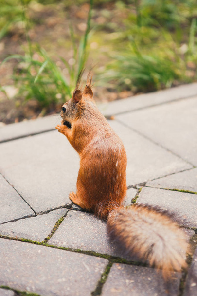 squirrel sitting on the pavement eating a nut - Φωτογραφία, εικόνα