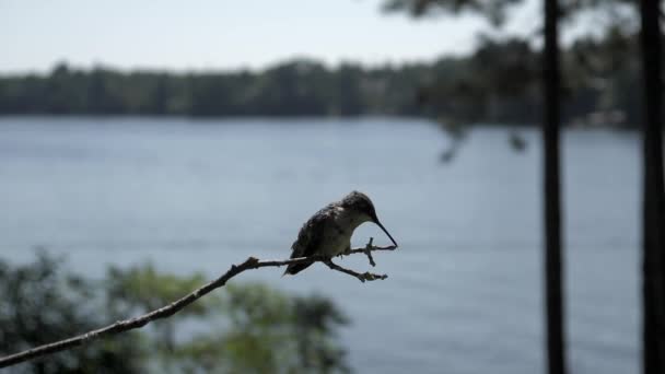 Humming bird lands in slow motion by the lake to clean its beak on a twig. - Footage, Video