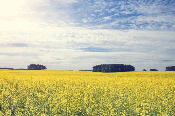 Rape field against the blue sky with clouds and forest, backgrou - Фото, изображение
