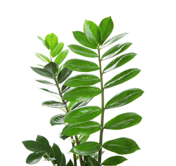 Tropical Zamioculcas leaves isolated on white - Photo, Image