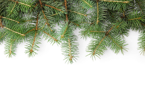 ramos de árvore de natal no fundo branco
 - Foto, Imagem