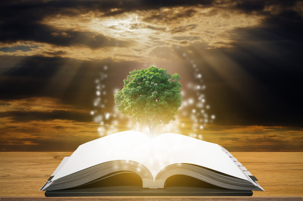 Kennis concept van onderwijs en kennis met boom groeien uit open boek. - Foto, afbeelding