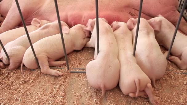 Cerdos bebés
 - Metraje, vídeo