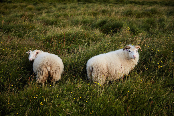 Two Icelandic sheeps - Photo, Image