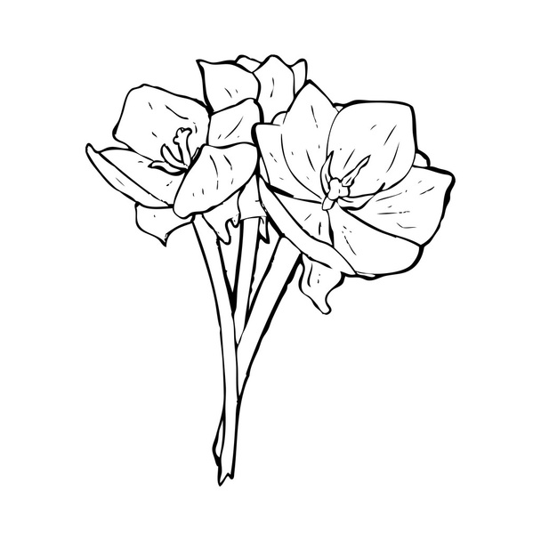 tulipán - Vektor, kép