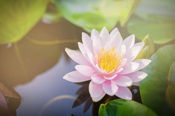 schöne Lotusblume auf dem Wasser nach Regen im Garten, Naturkonzept. - Foto, Bild
