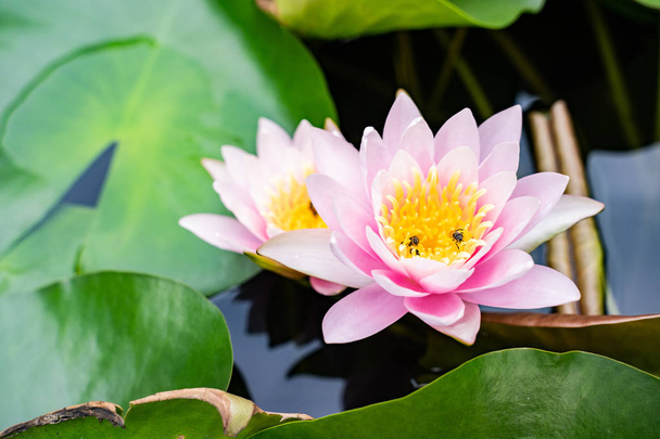 beautiful lotus flower on the water after rain in garden. - Photo, Image