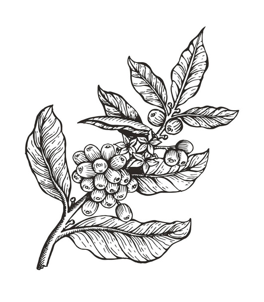 Coffee Tree with Beans Coffea Vector Illustration - Vettoriali, immagini