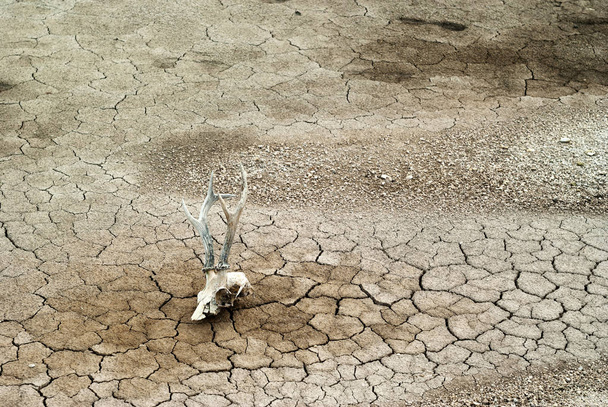 achtergrond - grijze droge dode gebarsten woestijn bodem met dierlijke schedel op de voorgrond - Foto, afbeelding