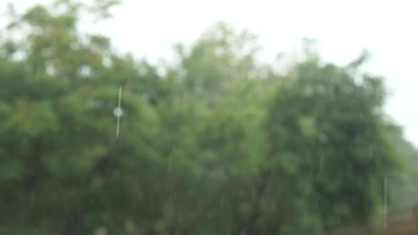 versando pioggia tropicale. gocce di pioggia sullo sfondo di alberi verdi. 4k, rallentatore
 - Filmati, video