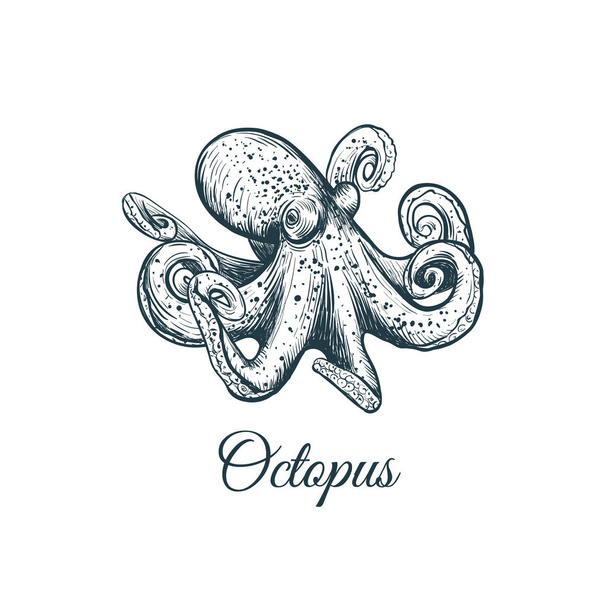 Octopus schets hand tekenen.  - Vector, afbeelding
