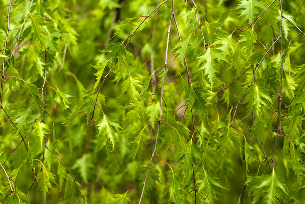 arrière-plan - feuillage d'une variété de bouleau 'Laciniata' (aussi appelée 'Dalecarlica'), caractérisé par des branches flétries et des feuilles profondément disséquées
 - Photo, image