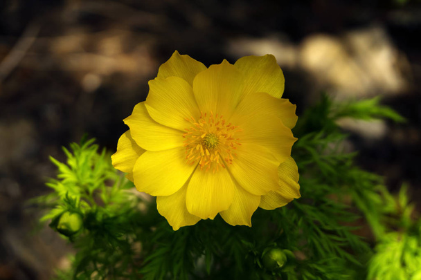 close-up of a beautiful yellow adonis flower on a blurred shady background - Photo, Image