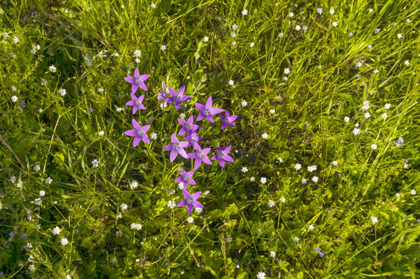 bellflowers púrpura entre starworts en un prado en un día soleado, vista superior
 - Foto, imagen