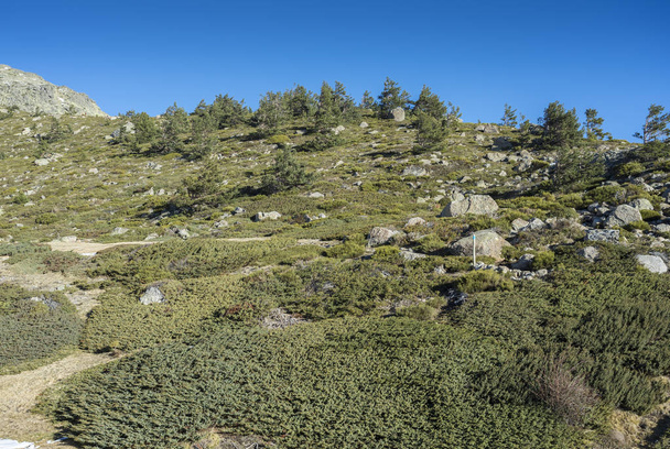Polstrované klestí (Juniperus communis subsp. alpina a Cytisus oromediterraneus) v obci Rascafria, vedle laguny de Penalara, v Guadarrama Mountains National Park, provincii Madrid, Španělsko - Fotografie, Obrázek