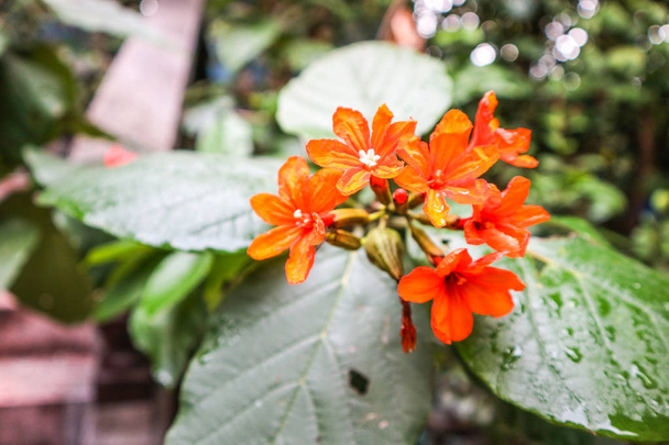 Cordia sebestena on pensaspuu borage perhe, Boraginaceae, kotoisin Amerikan tropiikissa
 - Valokuva, kuva