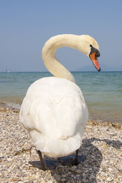 A swan on the beach on Garda Lake in Italy - Photo, Image