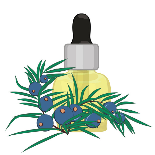 Juniper berries essential oil vector illustration isolated on a white background - Vector, Image
