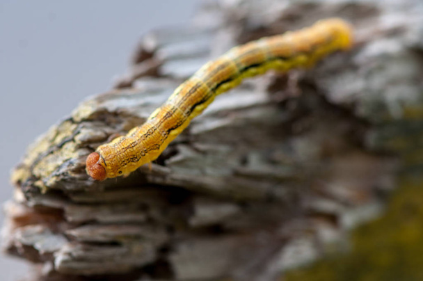 Primer plano de una oruga amarilla arrastrándose sobre un tronco roto
 - Foto, imagen