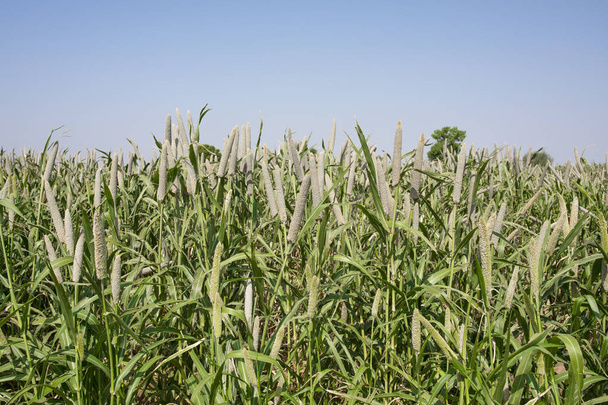 ラジャスタン州インドの真珠キビ畑。作物はバジラまたは Bajri 農業として知っています。 - 写真・画像