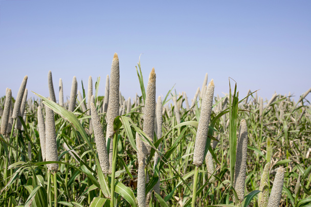 Rosplenica perłowa pola w Radżastanie w Indiach. Uprawa jest wiedzieć jako Bajra lub Bajri rolnictwa - Zdjęcie, obraz