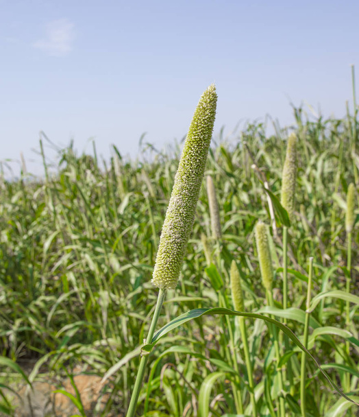 Rosplenica perłowa pola w Radżastanie w Indiach. Uprawa jest wiedzieć jako Bajra lub Bajri rolnictwa - Zdjęcie, obraz
