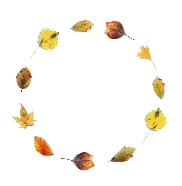カラフルな秋の背景 (メイプル、バーチ、リンデン、イチョウ) 白い背景の上の円の形の葉. - 写真・画像