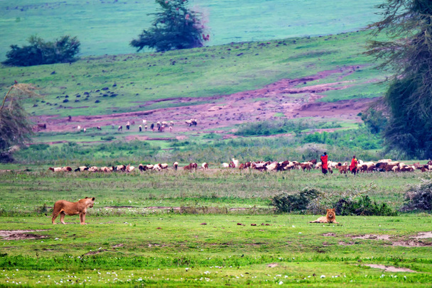 Maasai people and several lions in savannah - Photo, Image